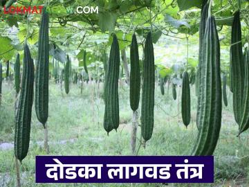 फायद्याच्या दोडक्याची करा यंदाच्या उन्हाळ्यात लागवड; वाचा सविस्तर - Marathi News | Plant beneficial dodka this summer; Read in detail | Latest News at Lokmat.com