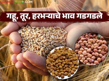 गहू, तूर, हरभऱ्याचे बाजारभाव गडगडले; ऐन हंगामात दर घसरल्याने शेतकऱ्यांची चिंता वाढली - Marathi News | Market prices of wheat, tur, gram plummeted; Farmers' concerns increased as prices fell during the peak season | Latest News at Lokmat.com