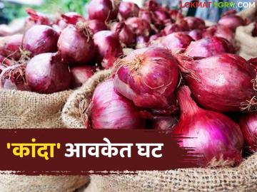 राज्याच्या बाजारात कांदा आवकेत घट; वाचा कुठे किती मिळतोय कांद्याला दर - Marathi News | Onion arrivals in the state market decrease; Read where and how much onion is being sold | Latest market-yard News at Lokmat.com