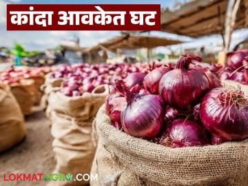 कमी आवकेचा दरांवर किती होतो परिणाम? वाचा राज्यातील आजचे कांदा बाजारभाव कमी आवकेचा दरांवर किती होतो परिणाम? वाचा राज्यातील आजचे कांदा बाजारभाव