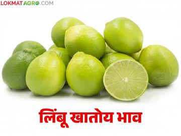 उन्हाचा पारा चढताच लिंबाला ७० रूपयांचा भाव; बाजारात मागणी वाढली, आवकेत मात्र घट - Marathi News | As the summer heats up, the price of lemons reaches Rs 70; Demand increases in the market, but supply decreases | Latest News at Lokmat.com उन्हाचा पारा चढताच लिंबाला ७० रूपयांचा भाव; बाजारात मागणी वाढली, आवकेत मात्र घट - Marathi News | As the summer heats up, the price of lemons reaches Rs 70; Demand increases in the market, but supply decreases | Latest News at Lokmat.com