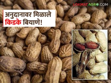 अनुदानाची योजना खोटी? शेतकऱ्यांना मिळाले किडके बियाणे पेरणीसाठी; वाचा काय आहे प्रकरण - Marathi News | Is the subsidy scheme fake? Farmers got worm seeds for sowing; Read what is the matter | Latest News at Lokmat.com अनुदानाची योजना खोटी? शेतकऱ्यांना मिळाले किडके बियाणे पेरणीसाठी; वाचा काय आहे प्रकरण - Marathi News | Is the subsidy scheme fake? Farmers got worm seeds for sowing; Read what is the matter | Latest News at Lokmat.com