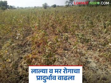 लाल्या व मर रोगामुळे कपाशी उत्पादक शेतकरी चिंतेत; कपाशीच्या झाडांवर उरली केवळ प्रादुर्भाव ग्रस्त बोंडेच - Marathi News | Cotton farmers worried due to red and black rot; only infected bolls remain on cotton plants | Latest News at Lokmat.com