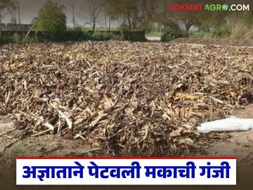 अज्ञाताने लावली शेतातील 'मका'च्या गंजीला आग; शेतकऱ्याचे मोठे नुकसान - Marathi News | Unknown person sets fire to corn stalks in the field; Farmer suffers huge loss | Latest News at Lokmat.com