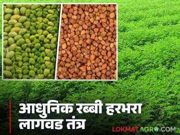 रब्बी हंगामातील कोरडवाहू व बागायती हरभऱ्याचे अधिक उत्पादन देणारे जाणून घ्या आधुनिक लागवड तंत्र - Marathi News | Learn modern cultivation techniques that give higher yields of dryland and irrigated gram in the Rabi season | Latest News at Lokmat.com रब्बी हंगामातील कोरडवाहू व बागायती हरभऱ्याचे अधिक उत्पादन देणारे जाणून घ्या आधुनिक लागवड तंत्र - Marathi News | Learn modern cultivation techniques that give higher yields of dryland and irrigated gram in the Rabi season | Latest News at Lokmat.com
