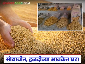 सोयाबीनने गाठला पाच हजारांचा पल्ला; हळद बाजार देखील वधारल्याने दिलासा! - Marathi News | Soybean prices reach 5,000; Turmeric market also up, a relief! | Latest News at Lokmat.com