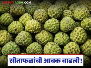 बाजारात सीताफळांची रेलचेल; ताजी फळे नागरिकांना करताहेत आकर्षित, वाचा काय मिळतोय दर - Marathi News | A row of custard apples in the market; Fresh fruits are attracting citizens, read what the prices are | Latest News at Lokmat.com