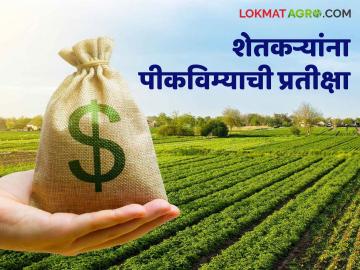 विमा कंपनीचे घोडे अडले कुठे? दीड लाख शेतकऱ्यांना पीकविम्याची प्रतीक्षा - Marathi News | Where are the insurance companies' horses stuck? One and a half lakh farmers waiting for crop insurance | Latest News at Lokmat.com