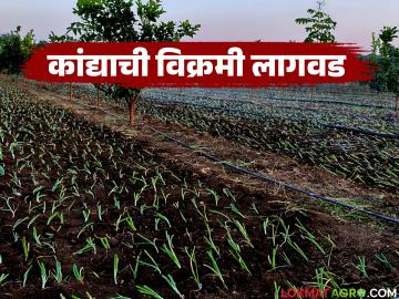 आष्टी तालुक्यात यंदा कांद्याची विक्रमी लागवड; ऊस उत्पादक शेतकऱ्यांचा कांद्याकडे वळला मोर्चा - Marathi News | Record onion cultivation in Ashti taluka this year; Sugarcane farmers turn to onions | Latest News at Lokmat.com आष्टी तालुक्यात यंदा कांद्याची विक्रमी लागवड; ऊस उत्पादक शेतकऱ्यांचा कांद्याकडे वळला मोर्चा - Marathi News | Record onion cultivation in Ashti taluka this year; Sugarcane farmers turn to onions | Latest News at Lokmat.com