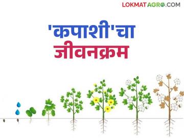 सरकी ते कापूस कसा आहे कपाशीचा जीवनक्रम? जाणून घ्या सोप्या शब्दांत - Marathi News | How is the life cycle of cotton from silkworm to cotton? Learn in simple words | Latest News at Lokmat.com