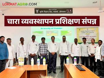 टंचाईच्या काळात आधुनिक पद्धतीने चारा निर्मितीचे शेतकऱ्यांनी जाणून घेतले तंत्रज्ञान - Marathi News | Farmers learn modern technology for fodder production during times of scarcity | Latest News at Lokmat.com