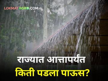 Maharashtra Rain Update : राज्यात सरासरीपेक्षा जास्त पाऊस? कृषी विभागाची आकडेवारी काय सांगते? - Marathi News | Maharashtra Rain Update Above average rainfall in the state statistics of Department of Agriculture say | Latest agriculture News at Lokmat.com