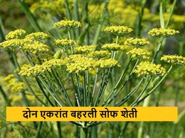 गहू, हरभरा पिकांना पर्याय, अकोला जिल्ह्यात दोन एकरांत बहरली सोफ शेती - Marathi News | Latest News Sauf farming flourished in two acres in Akola district | Latest News at Lokmat.com गहू, हरभरा पिकांना पर्याय, अकोला जिल्ह्यात दोन एकरांत बहरली सोफ शेती - Marathi News | Latest News Sauf farming flourished in two acres in Akola district | Latest News at Lokmat.com