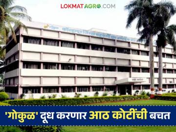 सौरऊर्जेतून 'गोकुळ' दूध करणार आठ कोटींची बचत; पाच प्रकल्पांतून ८ मेगावॅट वीज निर्मिती - Marathi News | 'Gokul' milk will save eight crores through solar energy; 8 MW of electricity will be generated from five projects | Latest News at Lokmat.com