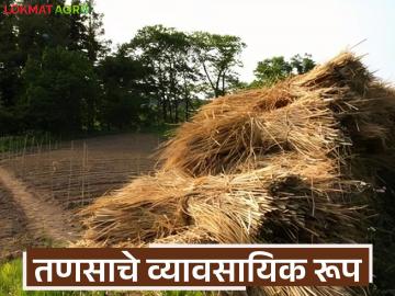 पशुखाद्य निर्मितीपासून ते सेंद्रिय 'पल्प'पर्यंत, तणसापासून करता येणारे अनेक व्यवसाय, वाचा सविस्तर  - Marathi News | latest news animal feed production to organic 'pulp', there are many businesses from weeds, read in detail | Latest News at Lokmat.com