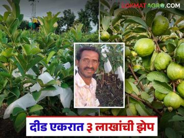 दीड एकर पेरू बागेतून शेतकऱ्याने घेतली ३ लाखांची झेप; आंतरपिकांतून देखील अतिरिक्त नफा - Marathi News | Farmer makes a profit of Rs 3 lakh from one and a half acre of persimmon garden; Additional profit from intercropping too | Latest News at Lokmat.com