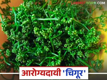वर्षातून एकदाच मिळणारा गुणकारी आतड्यांची ताकद वाढविणारा दुर्मिळ 'चिगूर' - Marathi News | Rare 'Chigur', a medicinal herb that is available only once a year and strengthens the intestines | Latest News at Lokmat.com