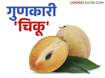 नियमित खा फक्त एक चिकू; आरोग्यवर्धक चिकू दूर करेल विविध विकार - Marathi News | Eat just one chiku regularly; the health-enhancing chiku will cure various diseases | Latest News at Lokmat.com