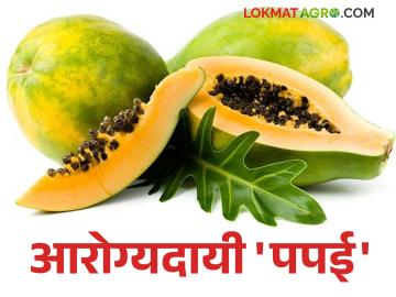 हृदयापासून त्वचेपर्यंत गुणकारी आहे पपई; वाचा पपईचे आरोग्यदायी फायदे - Marathi News | Papaya is beneficial from heart to skin; Read the health benefits of papaya | Latest News at Lokmat.com