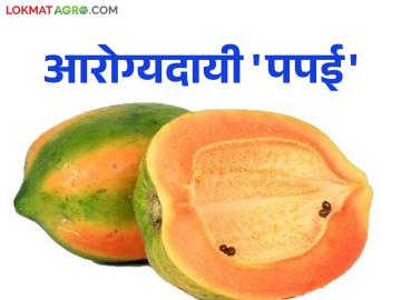 Papaya Health Benefits : कोलेस्टरॉल पासून ते वजन सर्व राहणार नियंत्रणात; आरोग्यदायी पपई खा आणि निरोगी रहा - Marathi News | Papaya Health Benefits: From cholesterol to weight control; Eat healthy papaya and stay healthy | Latest News at Lokmat.com