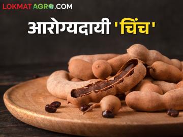 विविध आरोग्याच्या समस्येवर चिंच आहे रामबाण उपाय; वाचा चिंचेचे आरोग्यदायी फायदे - Marathi News | Tamarind is a panacea for various health problems; Read the health benefits of tamarind | Latest News at Lokmat.com