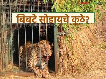 ९१ बिबटे पिंजऱ्यात, पण ते सोडायचे कोठे? वनविभागापुढे पेच; राज्यातील सर्वच रेस्क्यू सेंटर झाले हाऊसफुल - Marathi News | 91 leopards in cages, but where to release them? Forest department in trouble; All rescue centers in the state are full | Latest News at Lokmat.com