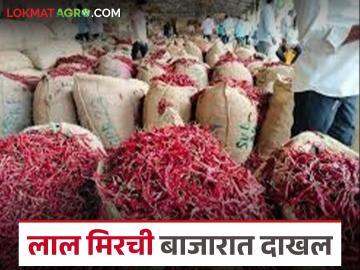 कमी आवकेसह यंदाची लाल मिरची बाजारात दाखल; वाचा काय मिळतोय दर - Marathi News | This year's red chillies have entered the market with low arrival; Read what the prices are | Latest News at Lokmat.com