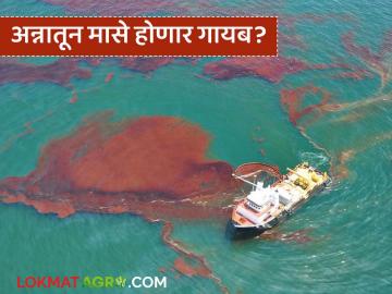 पाण्याचा पीएच कमी होण्याचा वेग वाढला; जगभरातील सागरी जीवसृष्टी धोक्यात! - Marathi News | The rate of water pH decline has increased; Marine life around the world is in danger! | Latest News at Lokmat.com