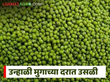 उन्हाळी मुगाच्या दरात मोठी उसळी; राज्याच्या 'या' बाजार समितीत मिळतोय उच्चांकी दर - Marathi News | Big jump in summer bean prices; State's 'Ya' market committee is getting the highest price | Latest News at Lokmat.com उन्हाळी मुगाच्या दरात मोठी उसळी; राज्याच्या 'या' बाजार समितीत मिळतोय उच्चांकी दर - Marathi News | Big jump in summer bean prices; State's 'Ya' market committee is getting the highest price | Latest News at Lokmat.com