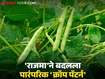 'राजमा' ठरतोय रब्बी हंगामाचा नवा नायक; पारंपरिक पिकांवर मात करत राजमाने बदलला 'क्रॉप पॅटर्न' - Marathi News | 'Rajma' is becoming the new hero of the Rabi season; Rajma has changed the 'crop pattern' by defeating traditional crops | Latest News at Lokmat.com