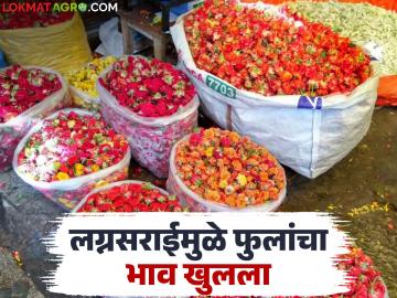 फुले, पुष्पहारांच्या दरांनी घेतली चांगलीच उसळी; उन्हाळ्यामुळे उत्पादन घटल्याने आवकही मर्यादित - Marathi News | Prices of flowers and garlands have increased significantly; arrivals have also been limited due to reduced production due to summer. | Latest News at Lokmat.com