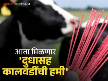 Dairy Animal Breeding : उच्च दूध उत्पादनाची कालवड आता गोठ्यातच तयार होणार; 'या' सिमेन स्टेशनची मिळणार घरपोहच सेवा - Marathi News | Dairy Animal Breeding: High milk yield will now be created in the cowshed itself; Door-to-door service will be available from 'Ya' Simen Station | Latest News at Lokmat.com