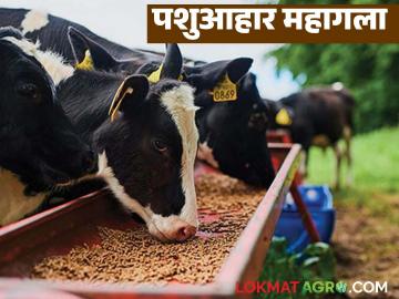 आखाती देशांतील युद्धाचा परिणाम; पशुआहार महागल्याने दुधाळ जनावरांना सांभाळणे होतंय कठीण - Marathi News | Impact of war in Gulf countries; Dairy farming becomes difficult due to high cost of animal feed | Latest agri-business News at Lokmat.com