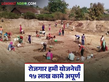 राज्यात रोजगार हमी योजनेची १५ लाख ११ हजार कामे अपूर्ण; २ हजार ९६२ कोटी रुपये प्रलंबित - Marathi News | 15 lakh 11 thousand works of Employment Guarantee Scheme incomplete in the state; Rs 2 thousand 962 crore pending | Latest farming-ideas News at Lokmat.com