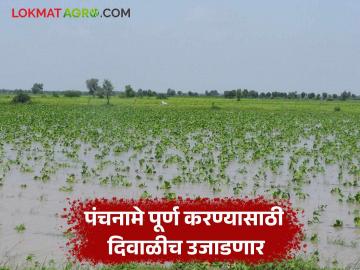 दिवाळी आली तरीही २९ जिल्ह्यांतील ४१ लाख हेक्टरचे पंचमाने प्रलंबितच; अध्यापही अहवालास दहा दिवसांची प्रतीक्षा - Marathi News | Even after Diwali, the five-month assessment of 41 lakh hectares in 29 districts is still pending; Ten days wait for the report of the teachers | Latest News at Lokmat.com दिवाळी आली तरीही २९ जिल्ह्यांतील ४१ लाख हेक्टरचे पंचमाने प्रलंबितच; अध्यापही अहवालास दहा दिवसांची प्रतीक्षा - Marathi News | Even after Diwali, the five-month assessment of 41 lakh hectares in 29 districts is still pending; Ten days wait for the report of the teachers | Latest News at Lokmat.com