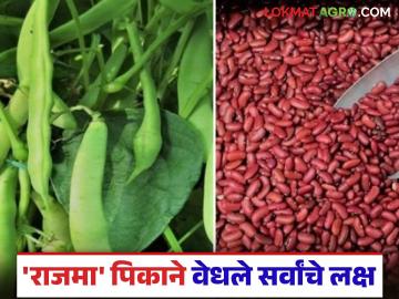 हरभरा फसला, राजमा बहरला; हरभऱ्याच्या तुलनेत राजमाचा खर्च कमी, शेतकऱ्यांची पसंती वाढली - Marathi News | Grams failed, rajma beans flourished; The cost of rajama beans is less than that of gram, increasing farmers' preference | Latest News at Lokmat.com हरभरा फसला, राजमा बहरला; हरभऱ्याच्या तुलनेत राजमाचा खर्च कमी, शेतकऱ्यांची पसंती वाढली - Marathi News | Grams failed, rajma beans flourished; The cost of rajama beans is less than that of gram, increasing farmers' preference | Latest News at Lokmat.com