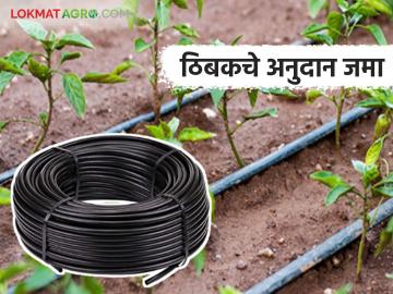 आठवड्यात शेतकऱ्यांच्या खात्यावर जमा होणार ठिबक सिंचनचे अनुदान; 'या' जिल्ह्यासाठी ३ कोटी जमा - Marathi News | Drip irrigation subsidy to be deposited in farmers' accounts within a week; Rs 3 crore deposited for 'this' district | Latest News at Lokmat.com