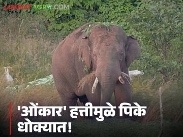 ओंकार हत्तीचा बंदोबस्त करा! अन्यथा शेतात बसून आंदोलन; शेतकऱ्यांचे आर्थिक नुकसान होत असल्याने ग्रामस्थांचा इशारा - Marathi News | Control the elephants! Otherwise, sit in the fields and protest; Villagers warn that farmers are suffering financial losses | Latest News at Lokmat.com ओंकार हत्तीचा बंदोबस्त करा! अन्यथा शेतात बसून आंदोलन; शेतकऱ्यांचे आर्थिक नुकसान होत असल्याने ग्रामस्थांचा इशारा - Marathi News | Control the elephants! Otherwise, sit in the fields and protest; Villagers warn that farmers are suffering financial losses | Latest News at Lokmat.com
