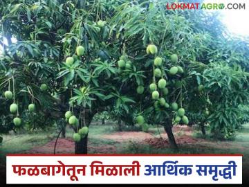 फळबाग लागवड योजनेतून घेतला होता लाभ; विदर्भाच्या शेतकऱ्यांना आंबा करतोय मालामाल - Marathi News | Benefit was taken from the orchard planting scheme; Mango is making Vidarbha farmers rich | Latest News at Lokmat.com