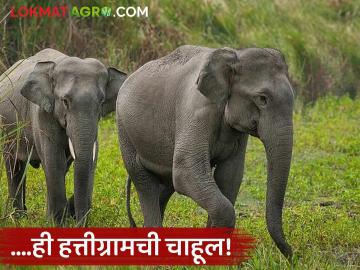तिलारी खोऱ्याला आभासी हत्ती अधिवासाचे नाव देण्याचा प्रयत्न; हत्तीग्रामची चाहूल, शेतकऱ्यांना शंका! - Marathi News | Attempt to name the Tilari Valley as a virtual elephant habitat; Elephant village rumours, farmers have doubts! | Latest News at Lokmat.com तिलारी खोऱ्याला आभासी हत्ती अधिवासाचे नाव देण्याचा प्रयत्न; हत्तीग्रामची चाहूल, शेतकऱ्यांना शंका! - Marathi News | Attempt to name the Tilari Valley as a virtual elephant habitat; Elephant village rumours, farmers have doubts! | Latest News at Lokmat.com