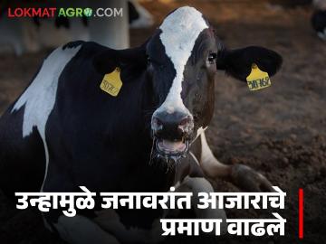 पशुपालकांनो पशुधनाची विशेष काळजी घ्या; उन्हामुळे जनावरांमध्ये आजाराचे प्रमाण वाढले - Marathi News | Animal husbandry, take special care of your livestock; the incidence of diseases among animals has increased due to the heat | Latest agri-business News at Lokmat.com