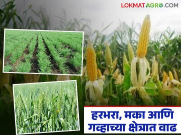 जळगाव जिल्ह्यात पेरणीने ओलांडला १ लाख हेक्टरचा टप्पा; हरभरा, मका आणि गव्हाच्या क्षेत्रात मोठी वाढ - Marathi News | Sowing in Jalgaon district crosses 1 lakh hectare mark; Big increase in gram, maize and wheat area | Latest News at Lokmat.com