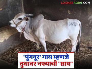 कमी जागा आणि अल्प चाऱ्यात अडीच फुटांची देशी 'पुंगनूर' गाय ठरू शकते दुधावर नफ्याची साय - Marathi News | In less space and less fodder, a two and a half feet tall indigenous 'Punganur' cow can be a profitable milk producer. | Latest News at Lokmat.com कमी जागा आणि अल्प चाऱ्यात अडीच फुटांची देशी 'पुंगनूर' गाय ठरू शकते दुधावर नफ्याची साय - Marathi News | In less space and less fodder, a two and a half feet tall indigenous 'Punganur' cow can be a profitable milk producer. | Latest News at Lokmat.com