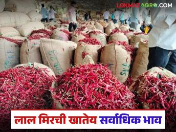 ओल्या लाल मिरचीचा भाव कमी तर कोरड्या लाल मिरचीचा ठसका मात्र वाढतोय; मिरची पावडरचे भाव राहणार तेजीत - Marathi News | The price of wet red chili is decreasing, but the price of dry red chili is increasing; the price of chili powder will remain high | Latest News at Lokmat.com