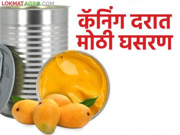 आंबा कॅनिंग दराच्या मोठ्या घसरणीपुढे कोकणचा राजा आंबा उत्पादक शेतकरी हतबल - Marathi News | Konkan Raja mango farmers desperate in the face of a sharp drop in mango canning prices | Latest News at Lokmat.com