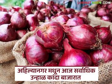 राज्यात कोणता कांदा खातोय भाव? उन्हाळ, चिंचवड, लाल, पांढरा; वाचा आजचे कांदा बाजारभाव राज्यात कोणता कांदा खातोय भाव? उन्हाळ, चिंचवड, लाल, पांढरा; वाचा आजचे कांदा बाजारभाव