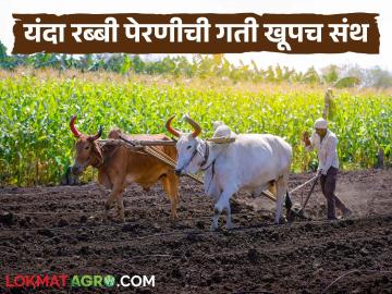 नोव्हेंबर अर्ध्यावर तरी केवळ १६ टक्के क्षेत्रावर रब्बी लागवड पूर्ण! गतवर्षीच्या तुलनेत सहा लाख हेक्टरने यंदा कमी पेरणी नोव्हेंबर अर्ध्यावर तरी केवळ १६ टक्के क्षेत्रावर रब्बी लागवड पूर्ण! गतवर्षीच्या तुलनेत सहा लाख हेक्टरने यंदा कमी पेरणी