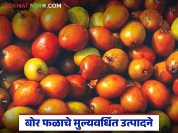 पोषणमूल्यांनी समृद्ध बोर देईल वर्षभर उत्पन्न; बोर फळ प्रक्रिया उद्योगात मोठ्या संधी - Marathi News | Boron, rich in nutritional values, will provide income throughout the year; Big opportunities in the boron fruit processing industry | Latest News at Lokmat.com पोषणमूल्यांनी समृद्ध बोर देईल वर्षभर उत्पन्न; बोर फळ प्रक्रिया उद्योगात मोठ्या संधी - Marathi News | Boron, rich in nutritional values, will provide income throughout the year; Big opportunities in the boron fruit processing industry | Latest News at Lokmat.com