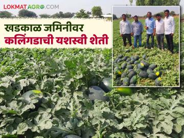 खडकाळ जमिनीवर कलिंगडातून नऊ लाखांचे उत्पन्न; गंगापूर येथील शेतकऱ्याचा यशस्वी प्रयोग - Marathi News | Income of nine lakhs from watermelon on rocky land; Successful experiment of farmer from Gangapur | Latest News at Lokmat.com