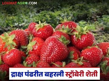 सप्तश्रृंगगडाच्या पायथ्याशी बहरली स्ट्रॉबेरी शेती; तरुणांसह महिलांना मिळतोय रोजगार - Marathi News | Strawberry farming flourishes at the foot of Saptashrunggad; Youth and women are getting employment | Latest News at Lokmat.com सप्तश्रृंगगडाच्या पायथ्याशी बहरली स्ट्रॉबेरी शेती; तरुणांसह महिलांना मिळतोय रोजगार - Marathi News | Strawberry farming flourishes at the foot of Saptashrunggad; Youth and women are getting employment | Latest News at Lokmat.com